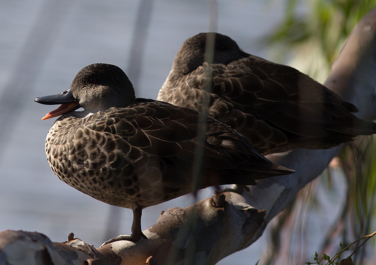 Gray Teal - ML223166061
