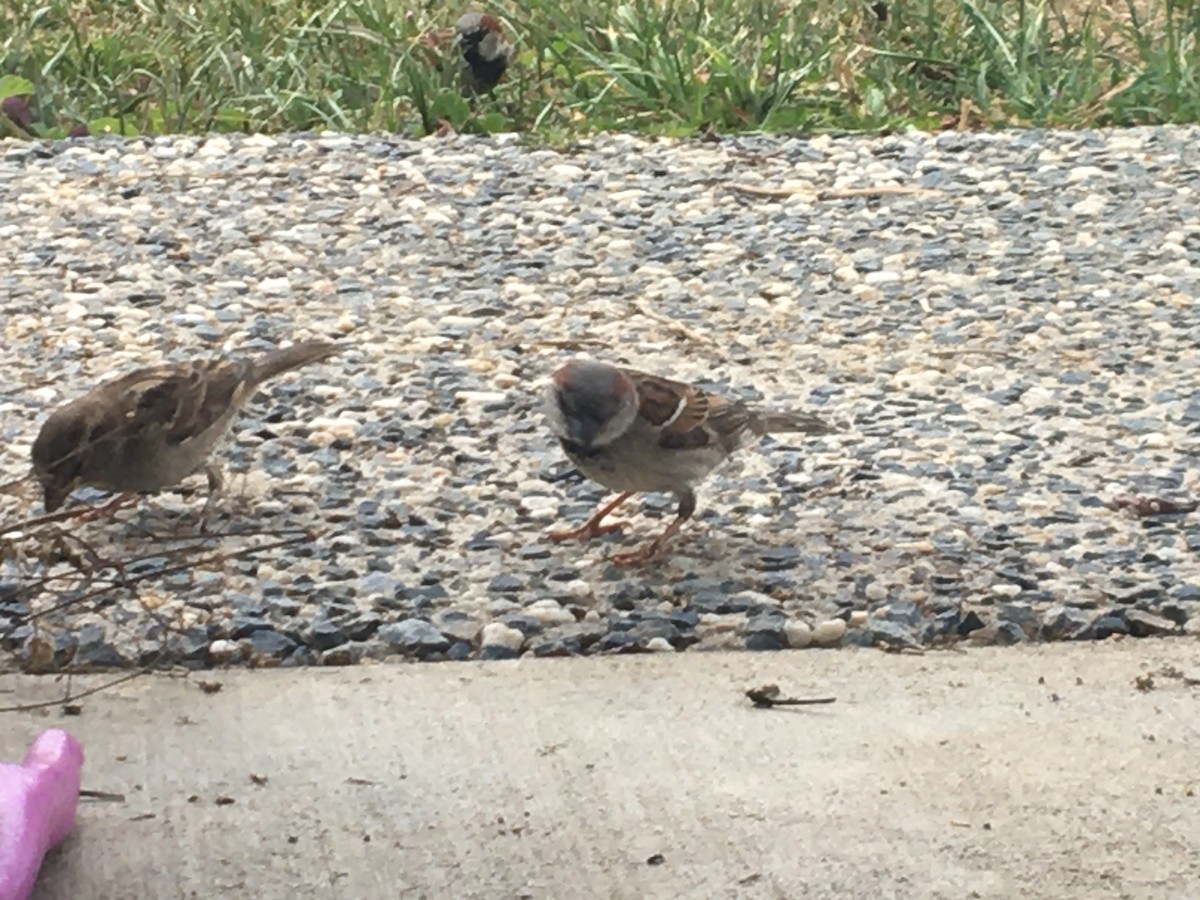 House Sparrow - ML223166571