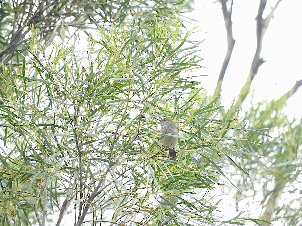 Brown Thornbill - ML223167461