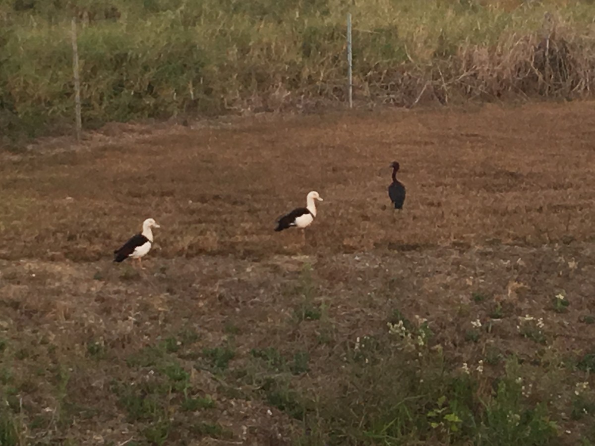 Radjah Shelduck - ML223168861