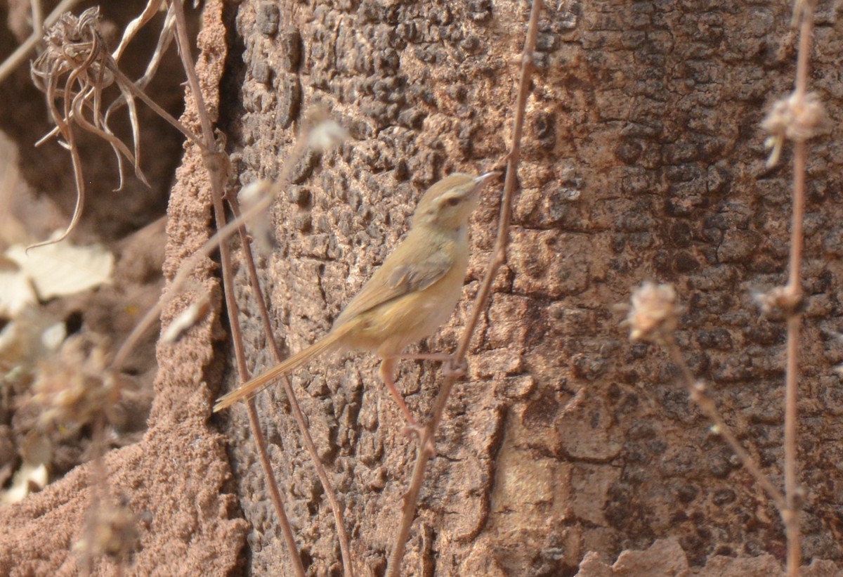 Tawny-flanked Prinia - ML223169471