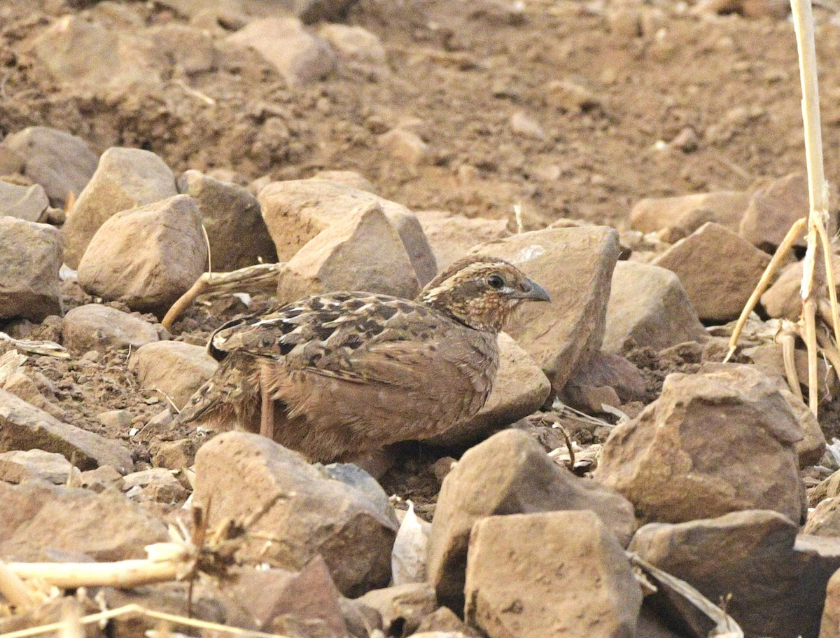 Jungle Bush-Quail - ML223169671