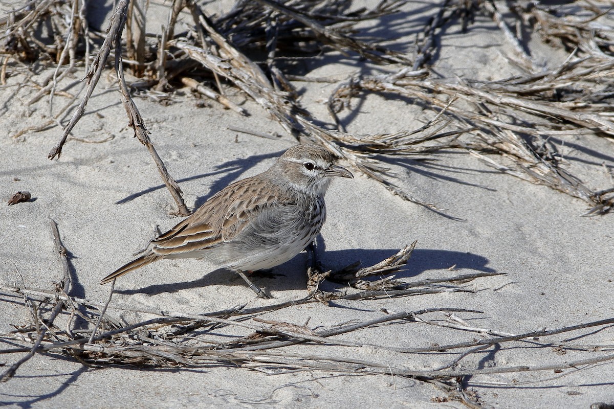 Karoo x Dune Lark (hybrid) - Holger Teichmann