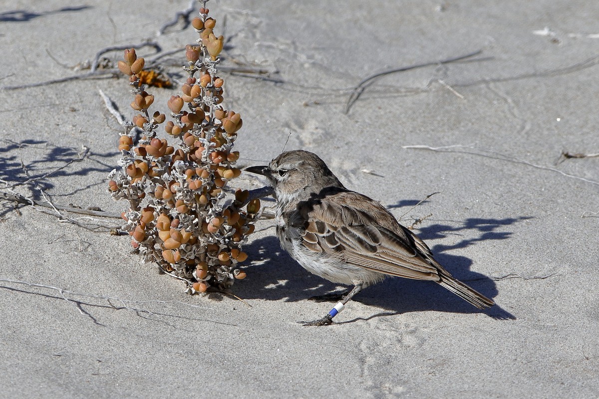 Karoo x Dune Lark (hybrid) - Holger Teichmann