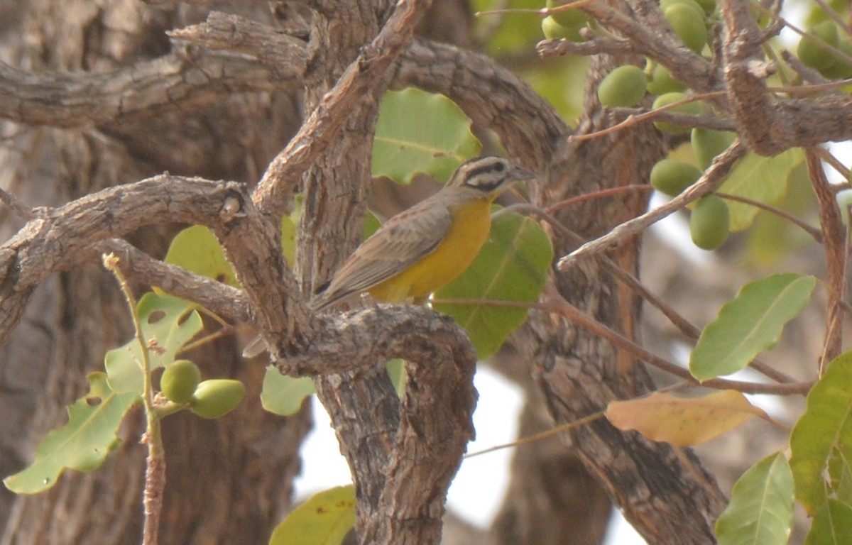 Brown-rumped Bunting - ML223170121