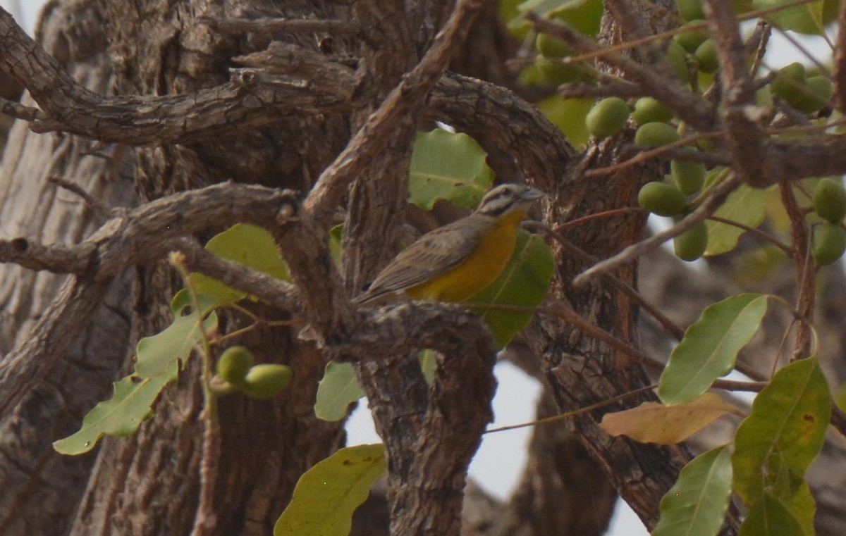 Brown-rumped Bunting - ML223170141