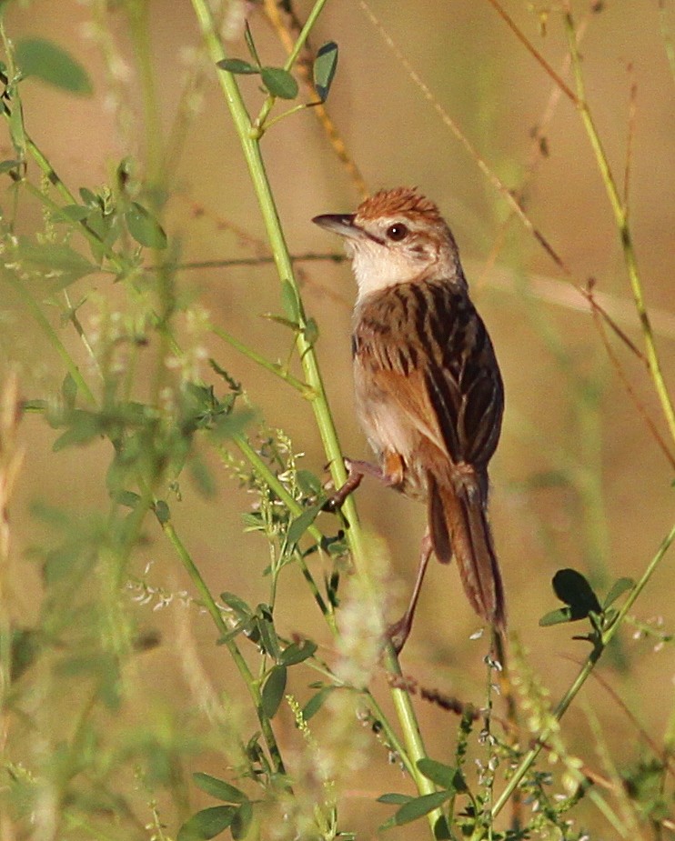 Tawny Grassbird - ML223170281