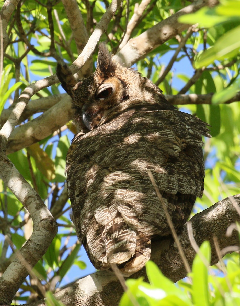 Great Horned Owl - ML223170481