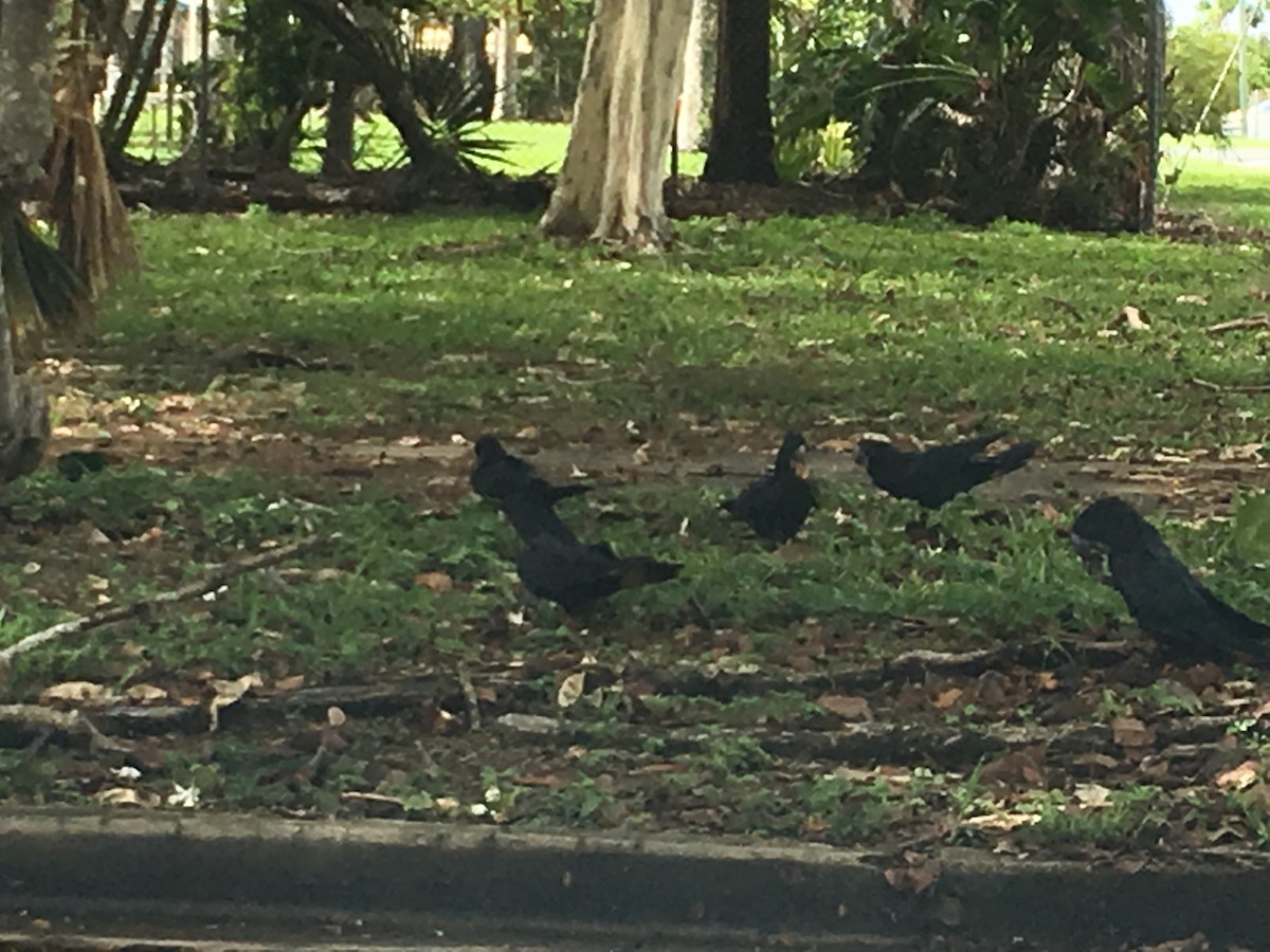 Red-tailed Black-Cockatoo - ML223170611