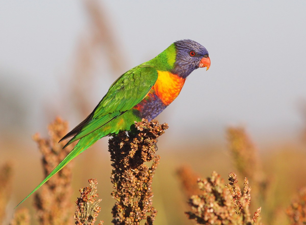 Rainbow Lorikeet - Rufus Wareham