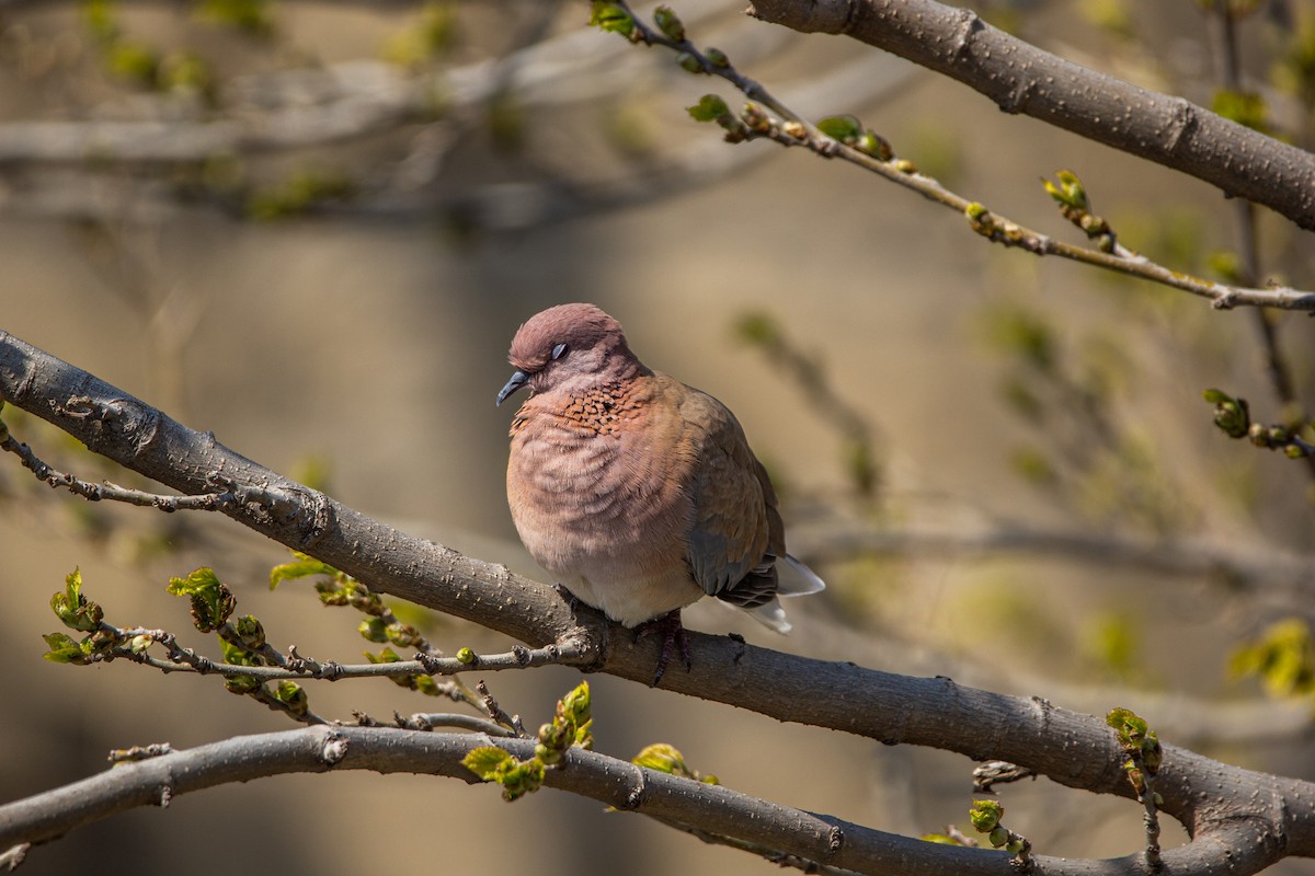 Laughing Dove - ML223171241