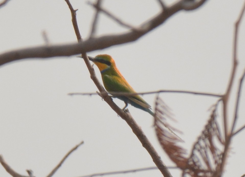 Abejaruco Golondrina - ML223171321