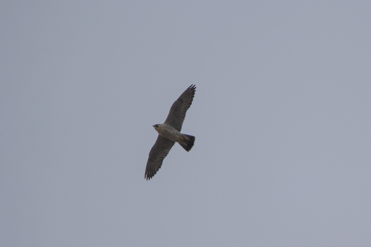 Peregrine Falcon - ML223171381