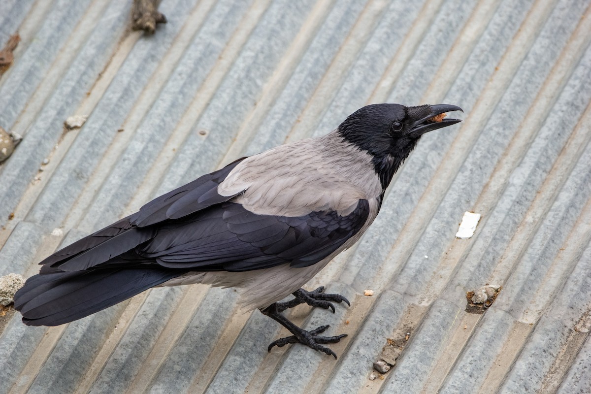 Hooded Crow - ML223171431