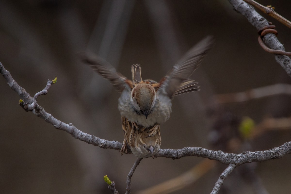 House Sparrow - ML223171641