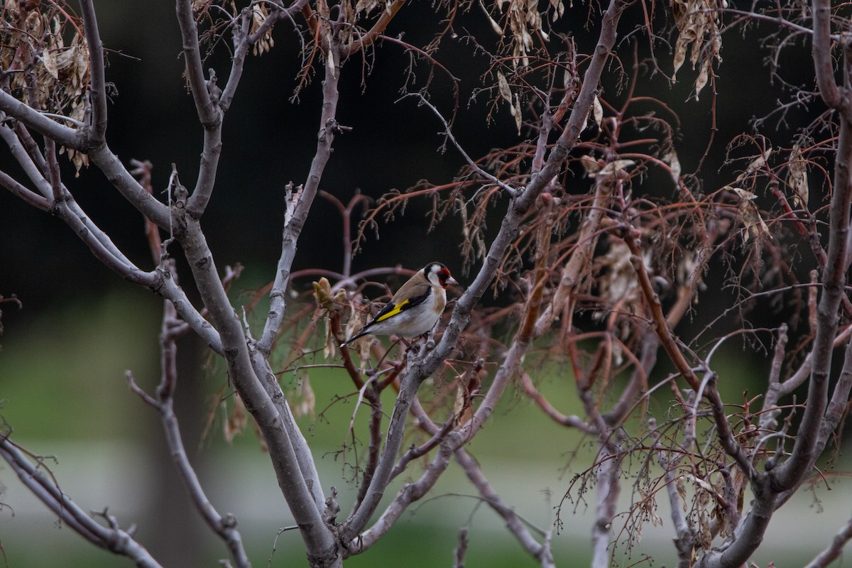 European Goldfinch - ML223171731