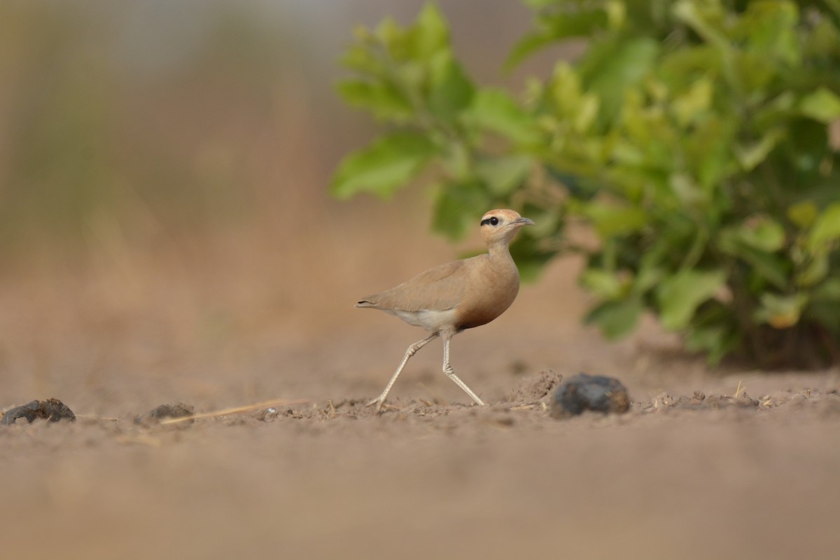 Temminck's Courser - ML223171831