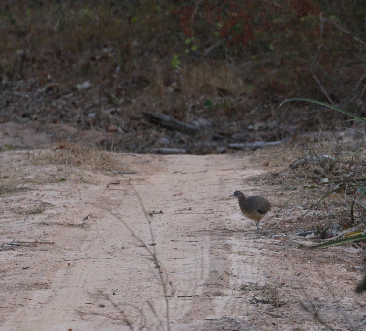 Undulated Tinamou - ML223171851