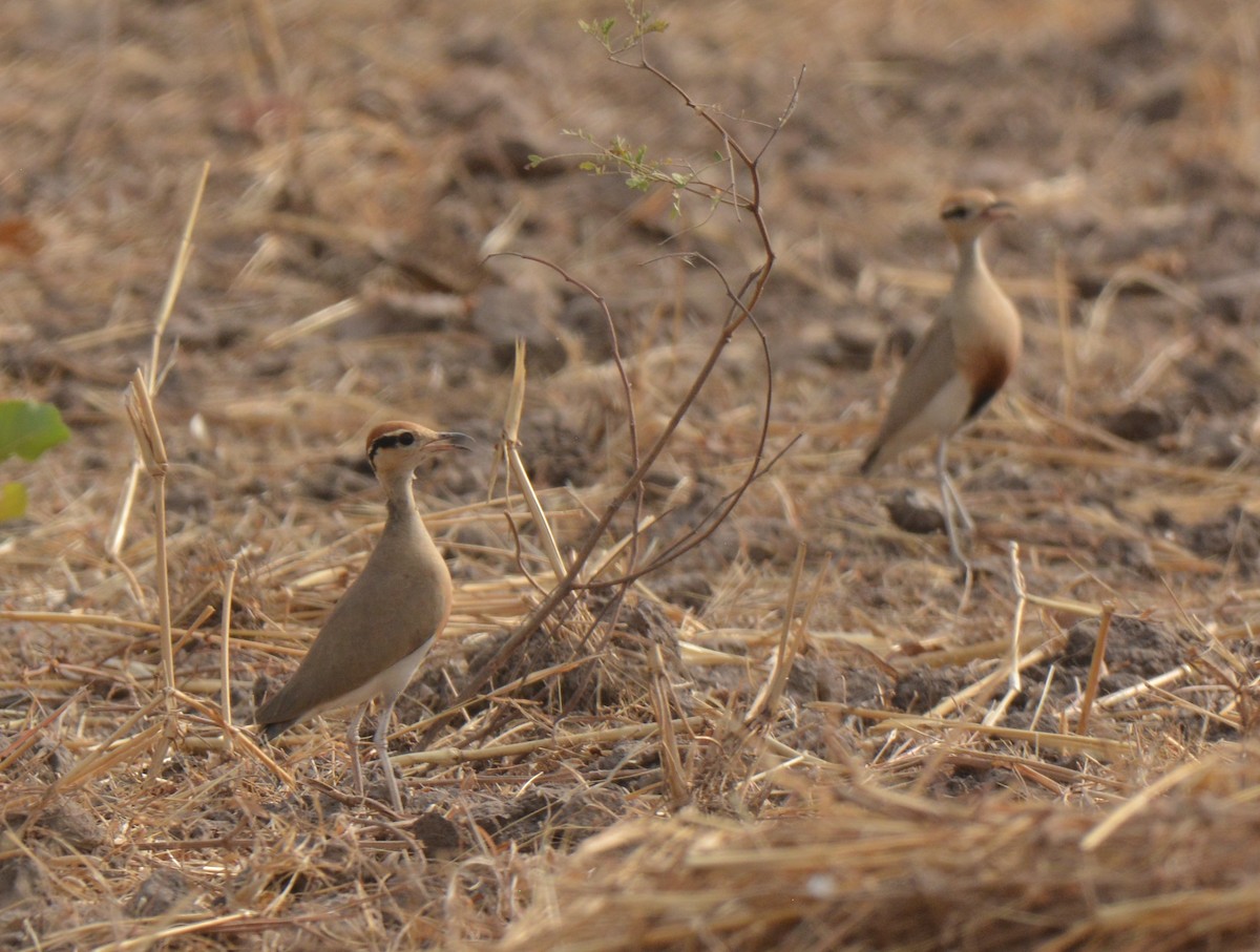 Temminck's Courser - ML223171861