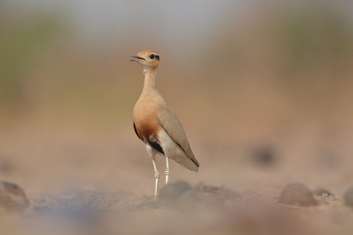 Temminck's Courser - ML223171911