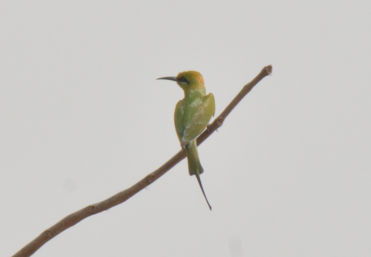 African Green Bee-eater - ML223172061