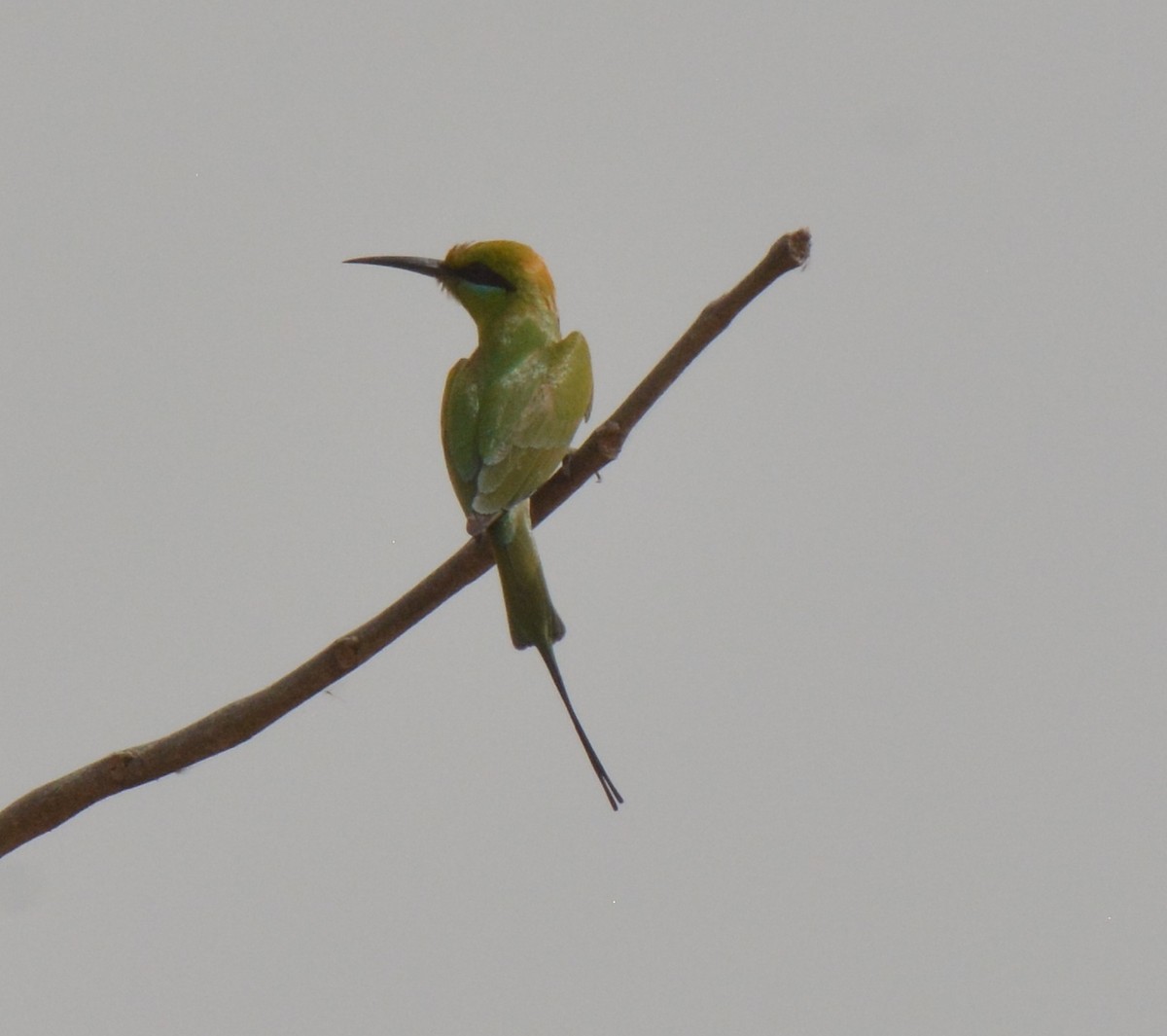African Green Bee-eater - ML223172071