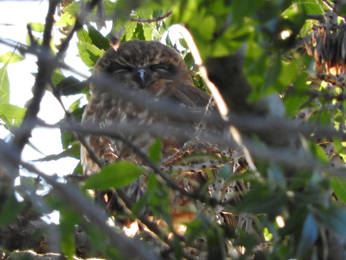 Southern Boobook - Heather King