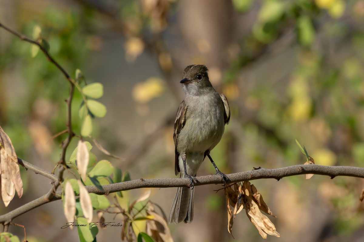 Caribbean Elaenia - ML223172701