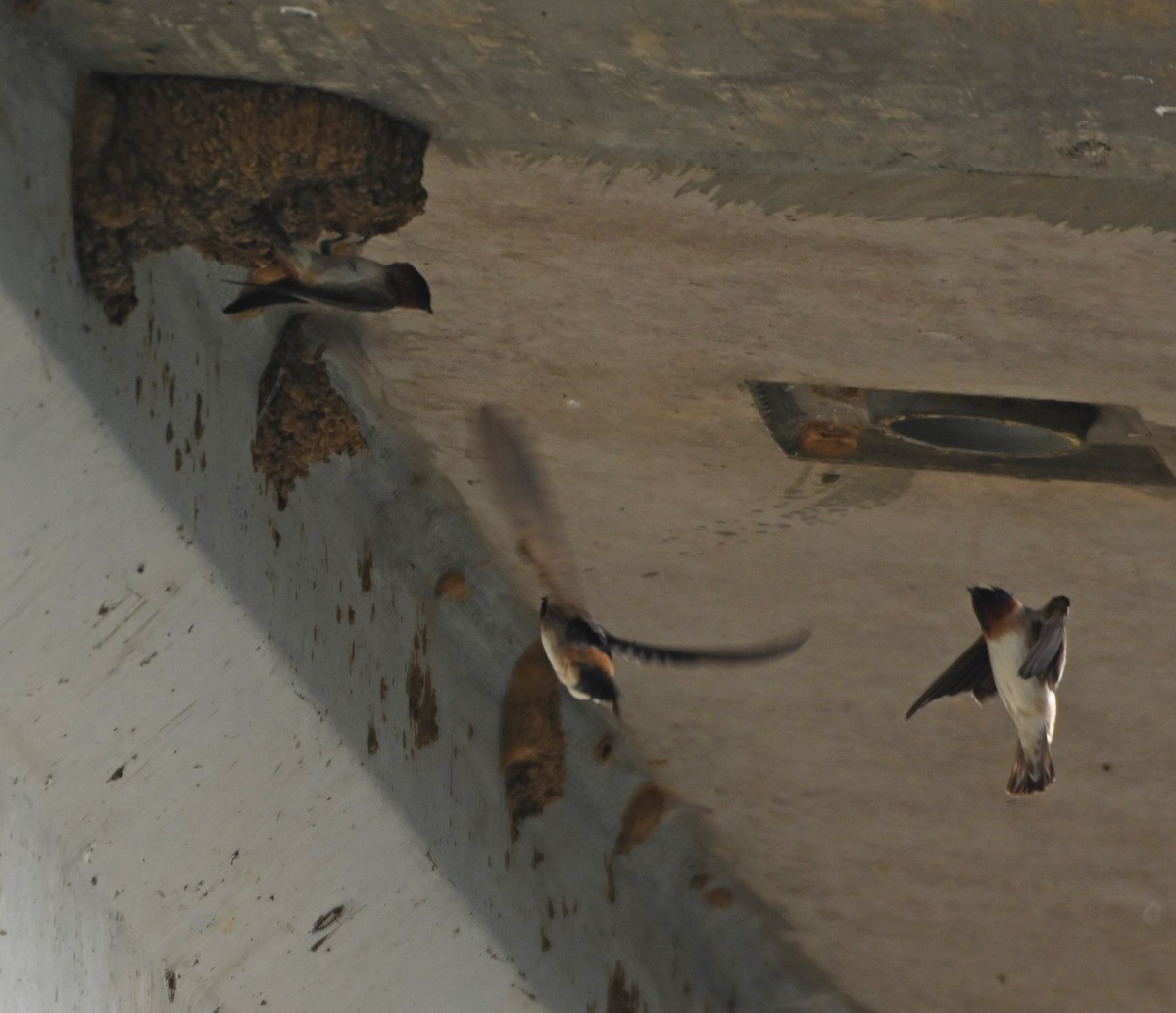 Cliff Swallow - ML223173901