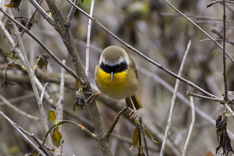 Common Yellowthroat - Martin Wall