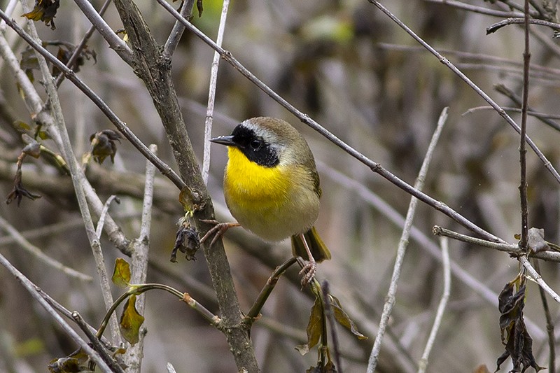 Common Yellowthroat - ML223174121