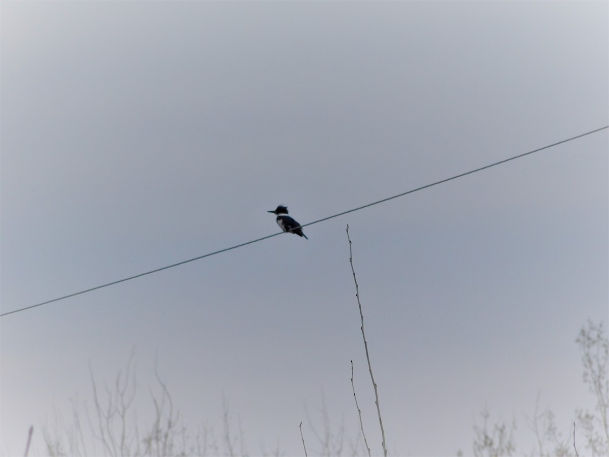 Belted Kingfisher - William Irwin