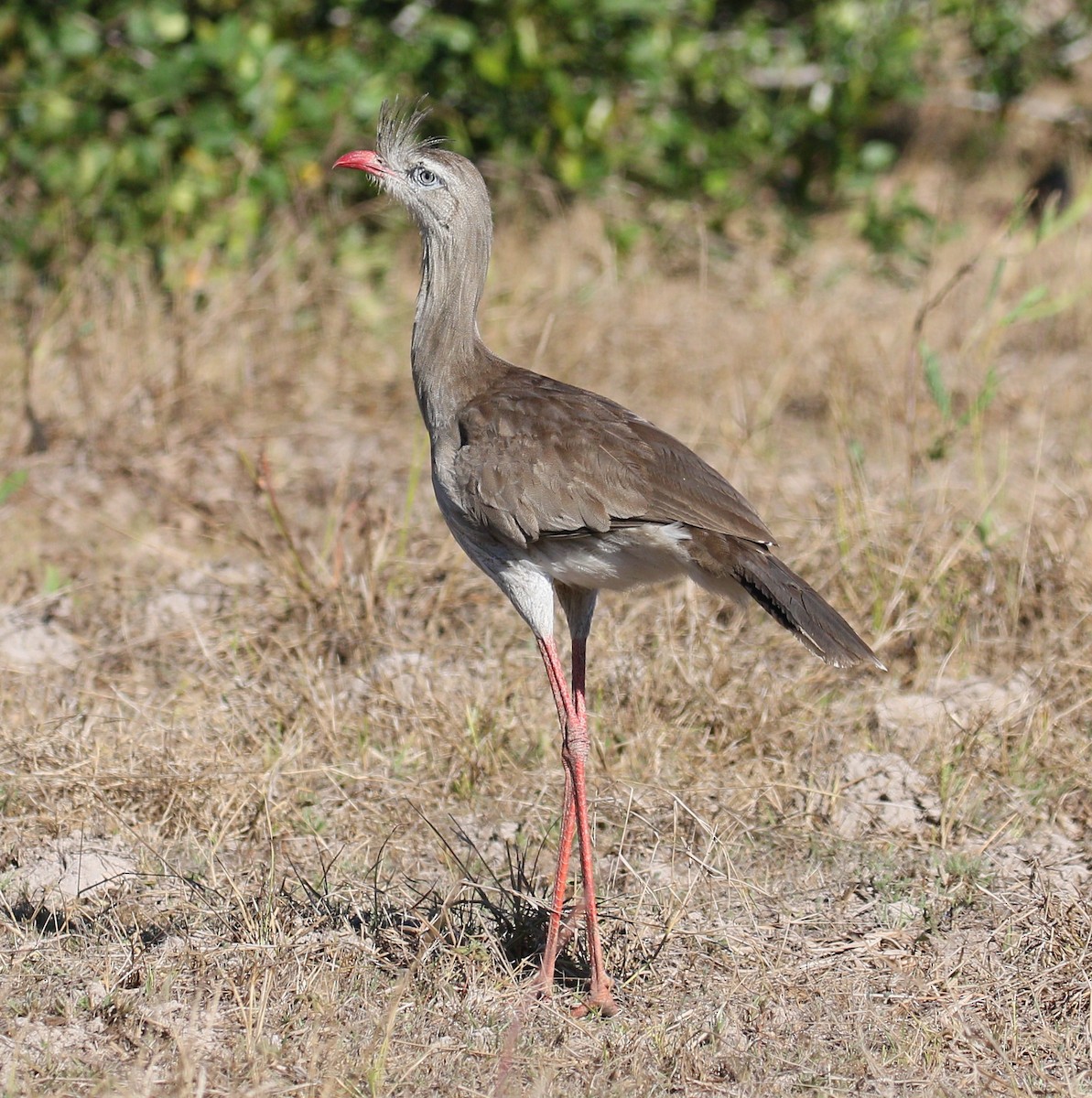 Red-legged Seriema - ML223175281