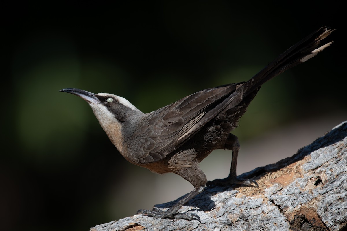 Gray-crowned Babbler - ML223175491