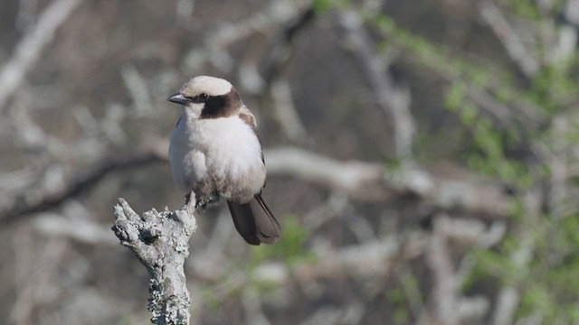 White-crowned Shrike - ML223175631