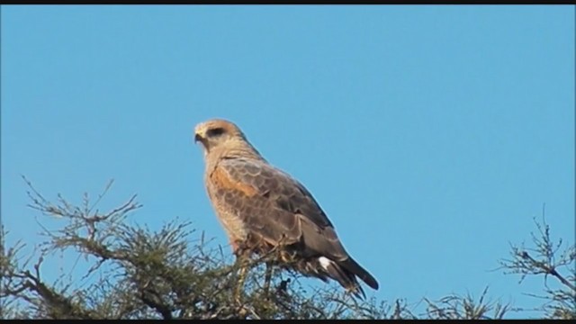 Savanna Hawk - ML223175911