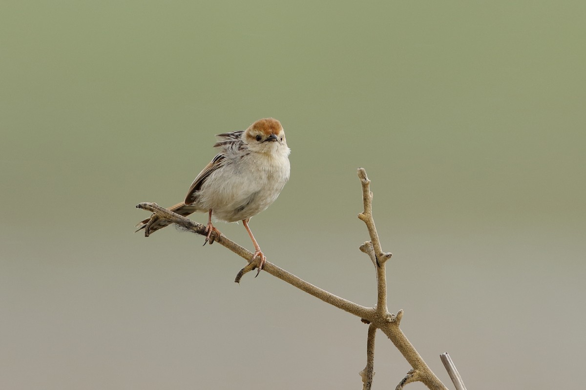 Levaillant's Cisticola - ML223175921