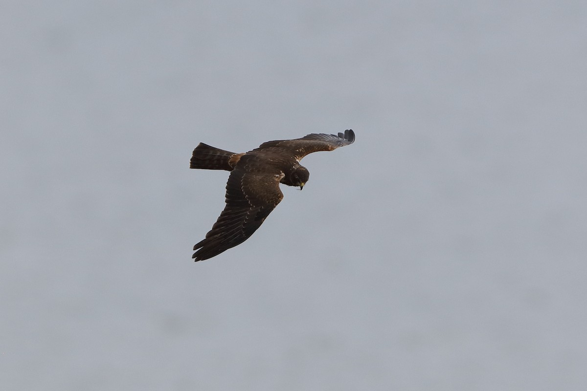 African Marsh Harrier - ML223175991