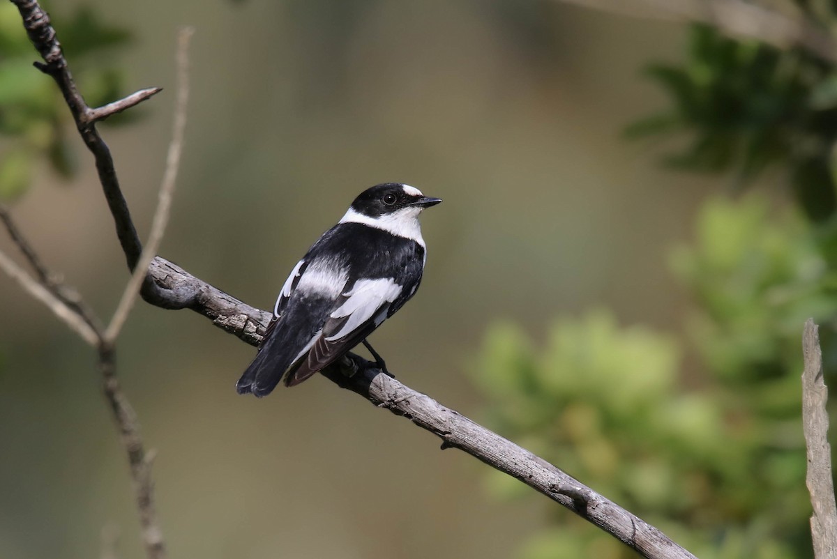 Collared Flycatcher - ML223176791