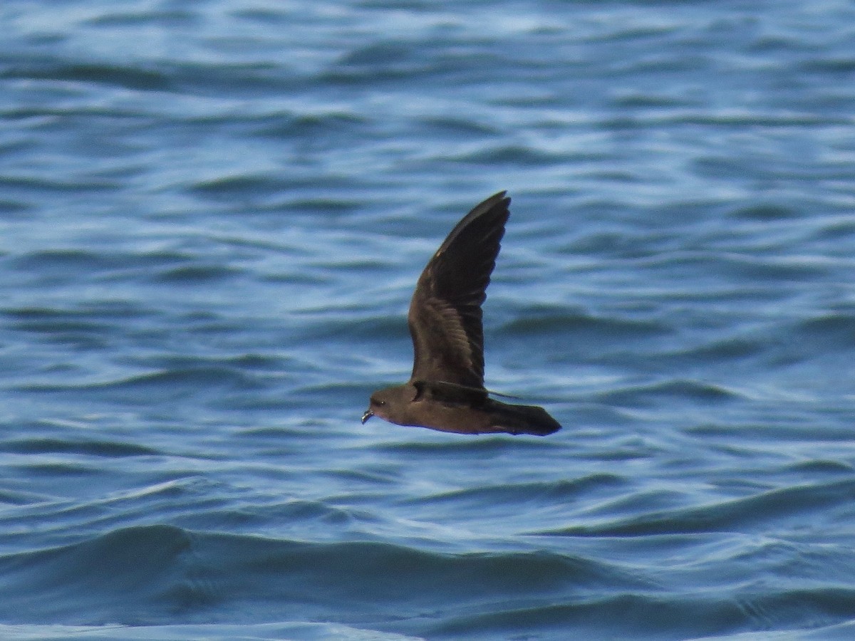 Least Storm-Petrel - ML22317681