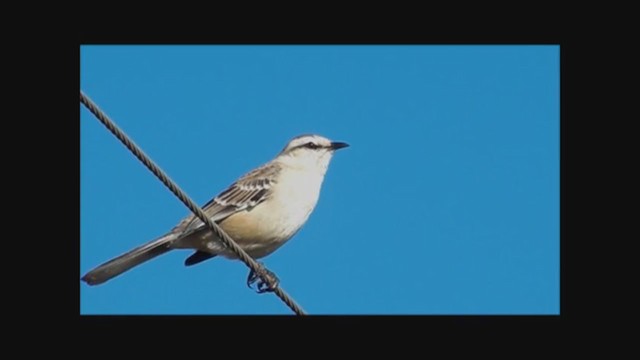 Chalk-browed Mockingbird - ML223176851