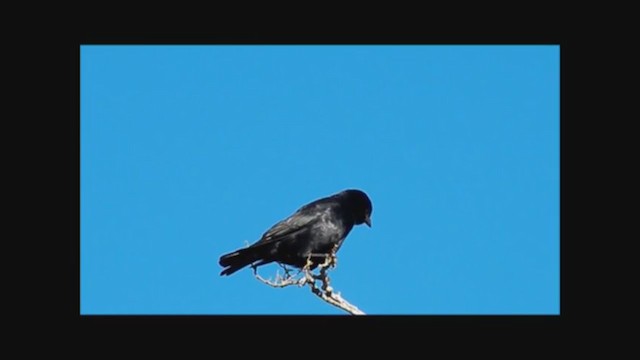 Screaming Cowbird - ML223176901