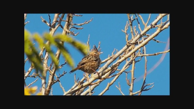 ヒバリカマドドリ - ML223177991