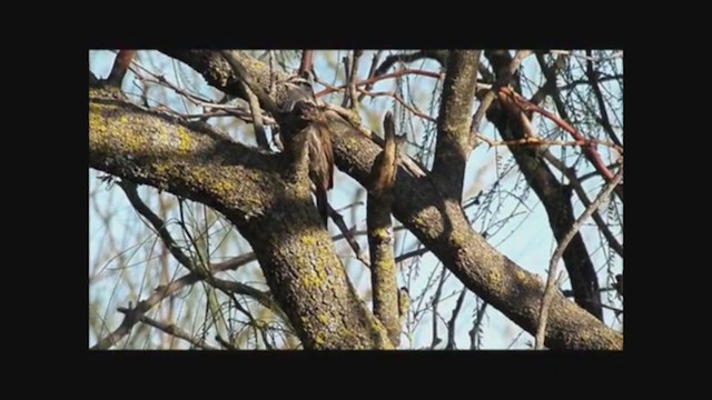 Narrow-billed Woodcreeper - ML223178031