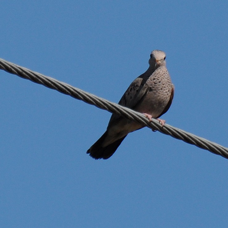 Common Ground Dove - ML223178091