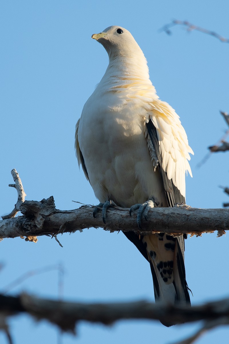 Torresian Imperial-Pigeon - Daniel Hinckley | samazul.com