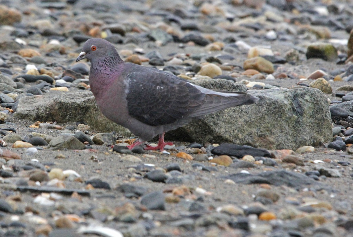 Rock Pigeon (Feral Pigeon) - ML223178571