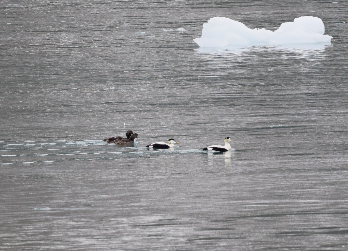 Eider arrunta (borealis) - ML223179601