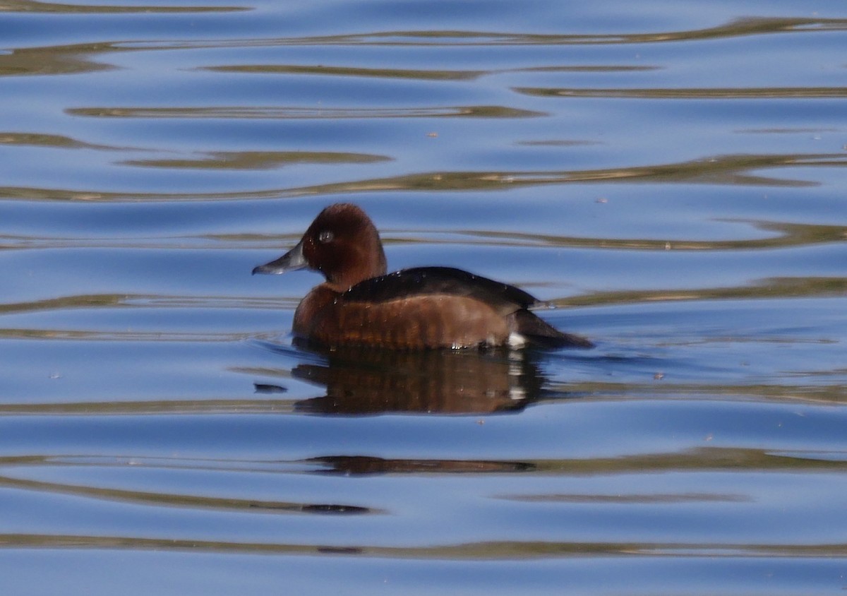 polák malý - ML223179641