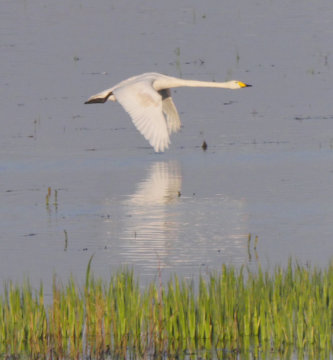 labuť zpěvná - ML223179911